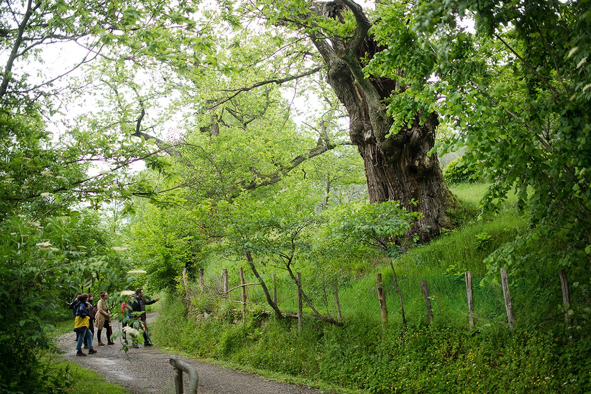 Borgo Museo - percorsi lenti nel bosco.jpg